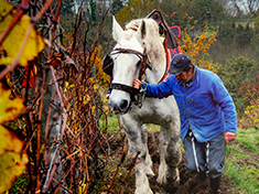 Biodynamika - s koníkem